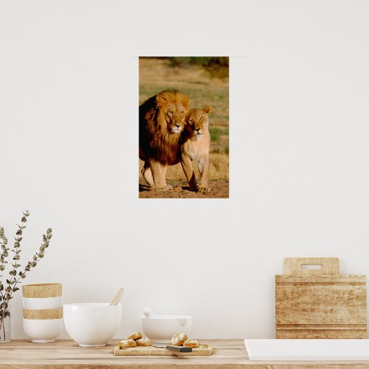 Afrika, Namibia, Okonjima. Löwe Poster (Küche)