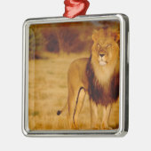 Afrika, Namibia, Okonjima. Löwe Silbernes Ornament (Links)