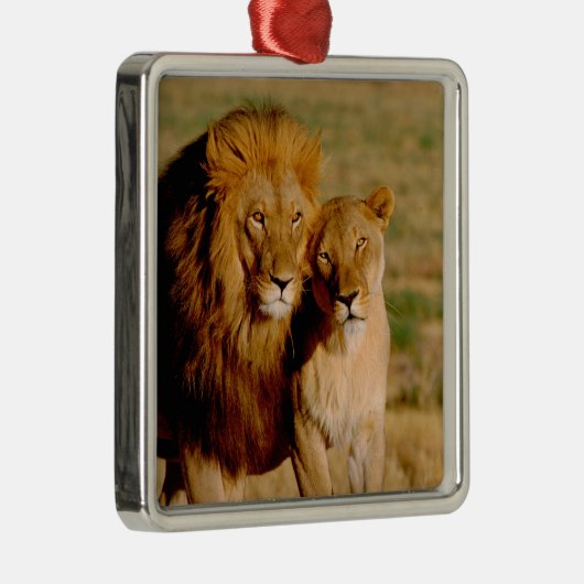 Afrika, Namibia, Okonjima. Löwe Silbernes Ornament (Rechts)