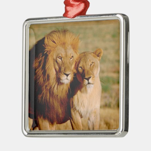 Afrika, Namibia, Okonjima. Löwe Silbernes Ornament (Links)