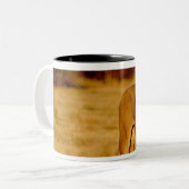 Afrika, Namibia, Okonjima. Löwe Zweifarbige Tasse (Vorderseite Links)