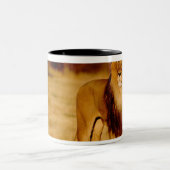 Afrika, Namibia, Okonjima. Löwe Zweifarbige Tasse (Mittel)