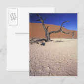 Afrika, Namibia, Region Sossusvlei. Sanddünen Postkarte (Vorne/Hinten)