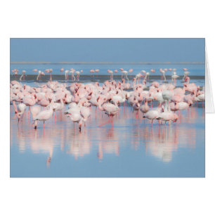 Afrika, Namibia, Walvis Bay