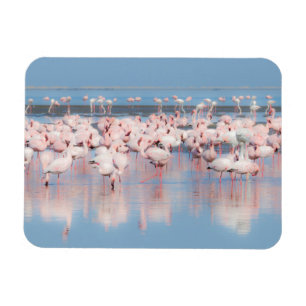 Afrika, Namibia, Walvis Bay Magnet