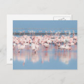 Afrika, Namibia, Walvis Bay Postkarte (Vorne/Hinten)