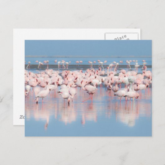 Afrika, Namibia, Walvis Bay Postkarte (Vorne/Hinten)