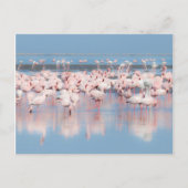 Afrika, Namibia, Walvis Bay Postkarte (Vorderseite)