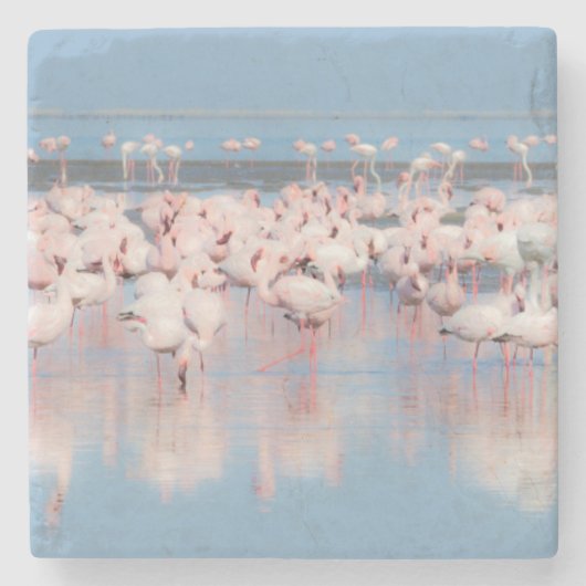 Afrika, Namibia, Walvis Bucht Steinuntersetzer (Vorderseite)