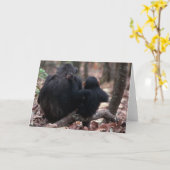 Afrika, Ostafrika, Tansania, Gombe Karte (Gelbe Blume)