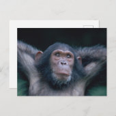 Afrika, Ostafrika, Tansania, Gombe National 2 Postkarte (Vorne/Hinten)