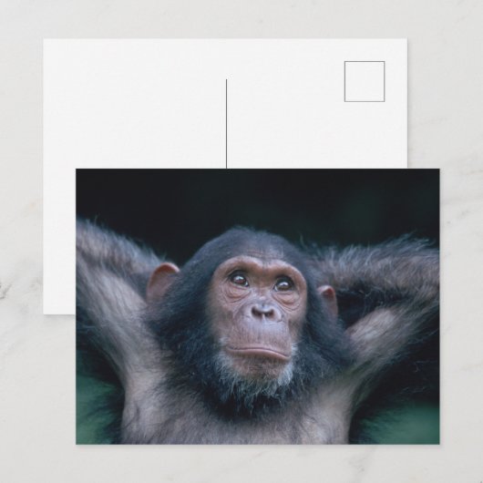 Afrika, Ostafrika, Tansania, Gombe National 2 Postkarte (Vorne/Hinten)