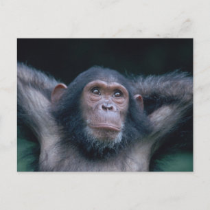 Afrika, Ostafrika, Tansania, Gombe National 2 Postkarte