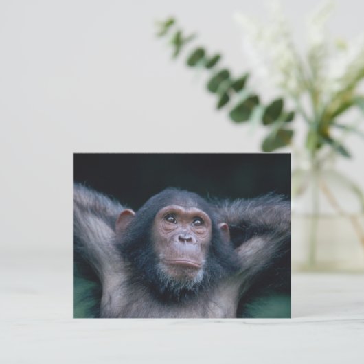 Afrika, Ostafrika, Tansania, Gombe National 2 Postkarte (Stehend Vorderseite)