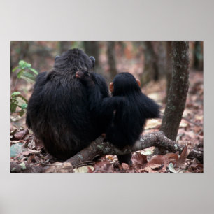 Afrika, Ostafrika, Tansania, Gombe Poster