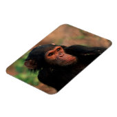 Afrika, Ostafrika, Tansania Magnet (Linke Seite)