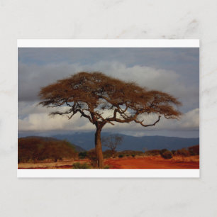 Afrika Safari Natur Savanne Schicksal Personalisie Postkarte