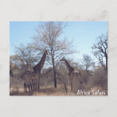 Afrika Safari Postkarte (Vorderseite)