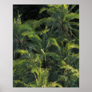 Afrika, Sambia, Nationalpark Mosi-Oa-Tunya, Poster