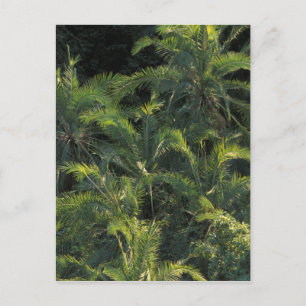 Afrika, Sambia, Nationalpark Mosi-Oa-Tunya, Postkarte