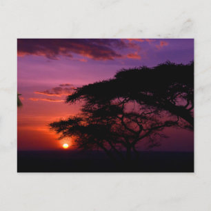 AFRIKA: Serengeti Sunset Postkarte