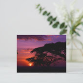 AFRIKA: Serengeti Sunset Postkarte (Stehend Vorderseite)