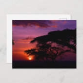 AFRIKA: Serengeti Sunset Postkarte (Vorne/Hinten)