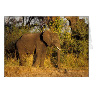 Afrika, Simbabwe, Victoria-Fälle-Nationalpark.