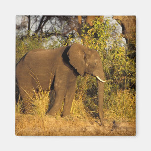 Afrika, Simbabwe, Victoria-Fälle-Nationalpark. Magnet