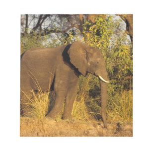 Afrika, Simbabwe, Victoria-Fälle-Nationalpark. Notizblock