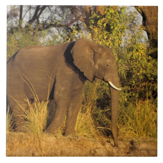 Afrika, Simbabwe, Victoria Falls National Park. Fliese (Vorderseite)