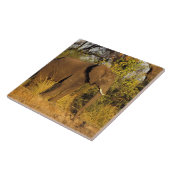 Afrika, Simbabwe, Victoria Falls National Park. Fliese (Seite)