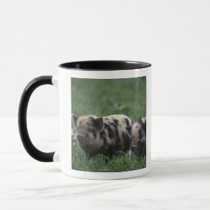 Afrika, Südafrika, in der Nähe von Gansbaii Haus- Tasse