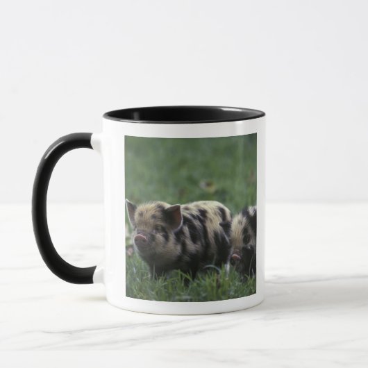 Afrika, Südafrika, in der Nähe von Gansbaii, im In Tasse (Links)