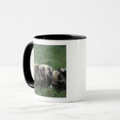 Afrika, Südafrika, in der Nähe von Gansbaii, im In Tasse (Vorderseite Links)