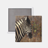 Afrika, Südafrika, Krüger NP Zebra-Portrait Magnet (Vorderseite/Rückseite)