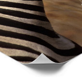 Afrika, Südafrika, Krüger NP Zebra-Portrait Poster (Ecke)