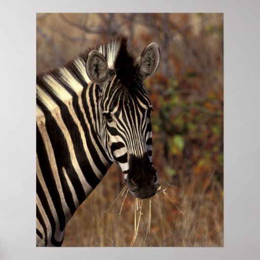 Afrika, Südafrika, Krüger NP Zebra-Portrait Poster (Vorne)