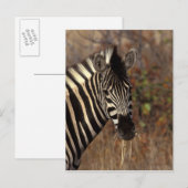 Afrika, Südafrika, Krüger NP Zebra-Portrait Postkarte (Vorne/Hinten)
