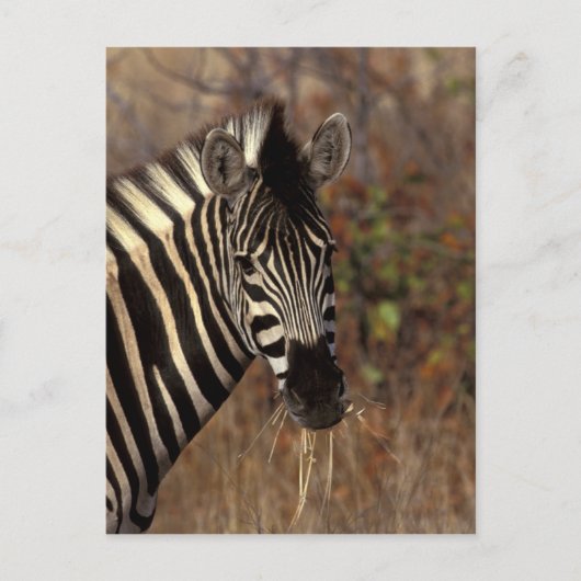 Afrika, Südafrika, Krüger NP Zebra-Portrait Postkarte (Vorderseite)