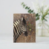 Afrika, Südafrika, Krüger NP Zebra-Portrait Postkarte (Stehend Vorderseite)
