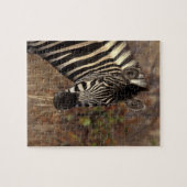 Afrika, Südafrika, Krüger NP Zebra-Portrait Puzzle (Horizontal)
