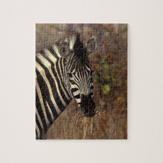 Afrika, Südafrika, Krüger NP Zebra-Portrait Puzzle (Vertikal)