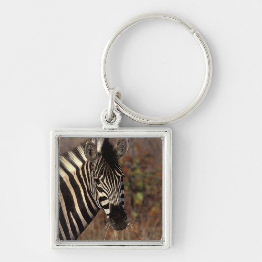 Afrika, Südafrika, Krüger NP Zebra-Portrait Schlüsselanhänger (Vorne)