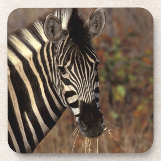 Afrika, Südafrika, Krüger NP Zebra-Portrait Untersetzer (Vorderseite)