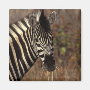 Afrika, Südafrika, Kruger NP Zebrapanorama Magnet
