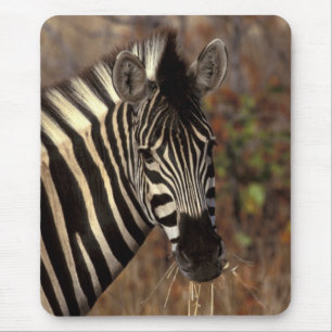 Afrika, Südafrika, Kruger NP Zebrapanorama Mousepad