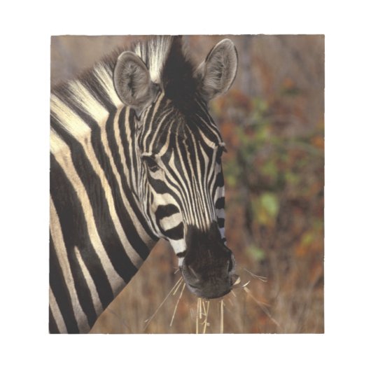 Afrika, Südafrika, Kruger NP Zebrapanorama Notizblock (Vorderseite)