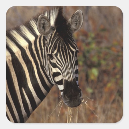 Afrika, Südafrika, Kruger NP Zebrapanorama Quadratischer Aufkleber (Vorderseite)