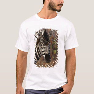Afrika, Südafrika, Kruger NP Zebrapanorama T-Shirt